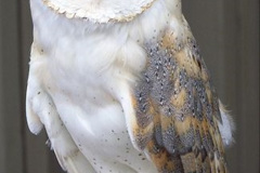 2023 April26 Great Horned Owl