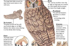 003.2023-04-26-Great-Horned-Owl.-3-