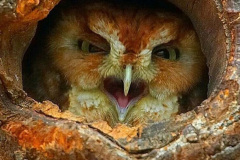 016.2023-04-26-Great-Horned-Owl.-16-