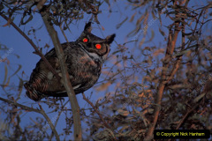 018.2023-04-26-Great-Horned-Owl.-18-