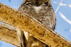 023.2023-04-26-Great-Horned-Owl.-23-