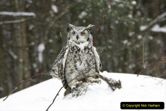 029.2023-04-26-Great-Horned-Owl.-29-