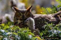 032.2023-04-26-Great-Horned-Owl.-32-