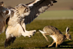 033.2023-04-26-Great-Horned-Owl.-33-