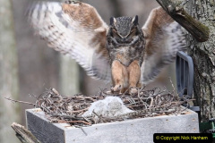 034.2023-04-26-Great-Horned-Owl.-34-