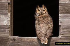 037.2023-04-26-Great-Horned-Owl.-37-