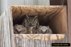 038.2023-04-26-Great-Horned-Owl.-38-