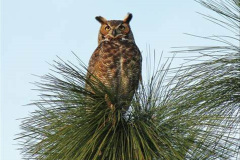 045.2023-04-26-Great-Horned-Owl.-45-