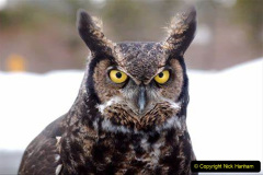 048.2023-04-26-Great-Horned-Owl.-48-