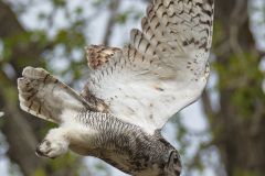 053.2023-04-26-Great-Horned-Owl.-53-