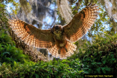 056.2023-04-26-Great-Horned-Owl.-56-