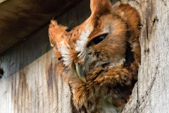 057.2023-04-26-Great-Horned-Owl.-57-