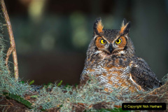 058.2023-04-26-Great-Horned-Owl.-58-