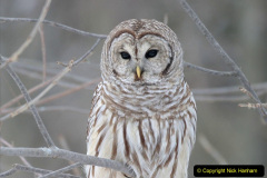 060.2023-04-26-Great-Horned-Owl.-60-