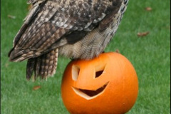 067.2023-04-26-Great-Horned-Owl.-67-