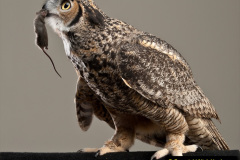 068.2023-04-26-Great-Horned-Owl.-68-