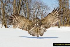 075.2023-04-26-Great-Horned-Owl.-75-