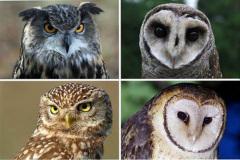 081.2023-04-26-Great-Horned-Owl.-81-