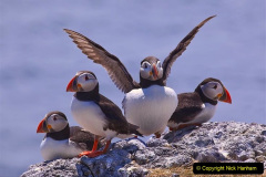 003.2023-08-05-Lundy-Island-mostly-Puffins.-3-