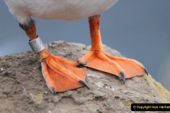 023.2023-08-05-Lundy-Island-mostly-Puffins.-23-