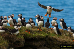 029.2023-08-05-Lundy-Island-mostly-Puffins.-29-