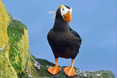 037.2023-08-05-Lundy-Island-mostly-Puffins.-37-