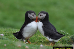 044.2023-08-05-Lundy-Island-mostly-Puffins.-44-