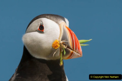 Close-up of Atlantic puffin with nesting material in the beak, Fair isle, Scotland, UK.