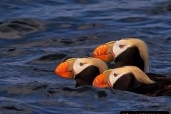 051.2023-08-05-Lundy-Island-mostly-Puffins.-51-
