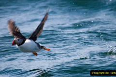 064.2023-08-05-Lundy-Island-mostly-Puffins.-64-