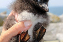 066.2023-08-05-Lundy-Island-mostly-Puffins.-66-