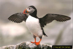 073.2023-08-05-Lundy-Island-mostly-Puffins.-73-