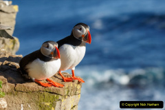080.2023-08-05-Lundy-Island-mostly-Puffins.-80-