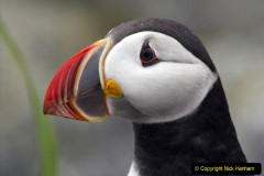 086.2023-08-05-Lundy-Island-mostly-Puffins.-86-