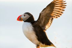 092.2023-08-05-Lundy-Island-mostly-Puffins.-92-
