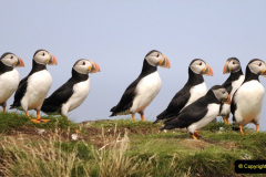 098.2023-08-05-Lundy-Island-mostly-Puffins.-98-