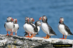 099.2023-08-05-Lundy-Island-mostly-Puffins.-99-