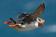 102.2023-08-05-Lundy-Island-mostly-Puffins.-102-