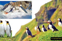 104.2023-08-05-Lundy-Island-mostly-Puffins.-104-