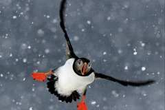 105.2023-08-05-Lundy-Island-mostly-Puffins.-105-