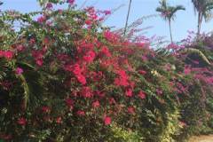 126.2023-08-05-Malaysia.-126-