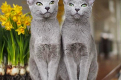 2023 August 08 International Cat day