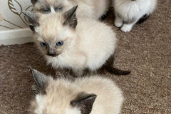001.2023_08_08-International-Cat-Day.-1-
