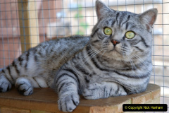 017.2023_08_08-International-Cat-Day.-17-