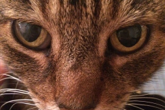 019.2023_08_08-International-Cat-Day.-19-