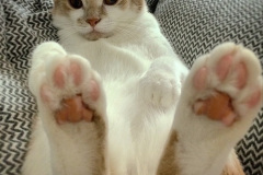 022.2023_08_08-International-Cat-Day.-22-