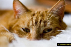 023.2023_08_08-International-Cat-Day.-23-