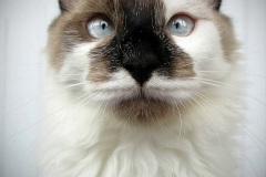 028.2023_08_08-International-Cat-Day.-28-