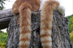 042.2023_08_08-International-Cat-Day.-42-