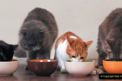 043.2023_08_08-International-Cat-Day.-43-